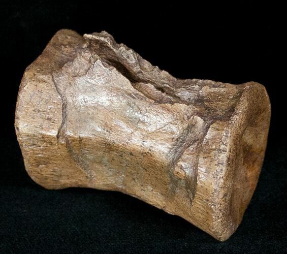 Ornithischian Dinosaur Caudal Vertebrae - Montana #12369